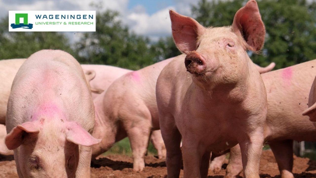 Evaluating Animal Breeding Programmes