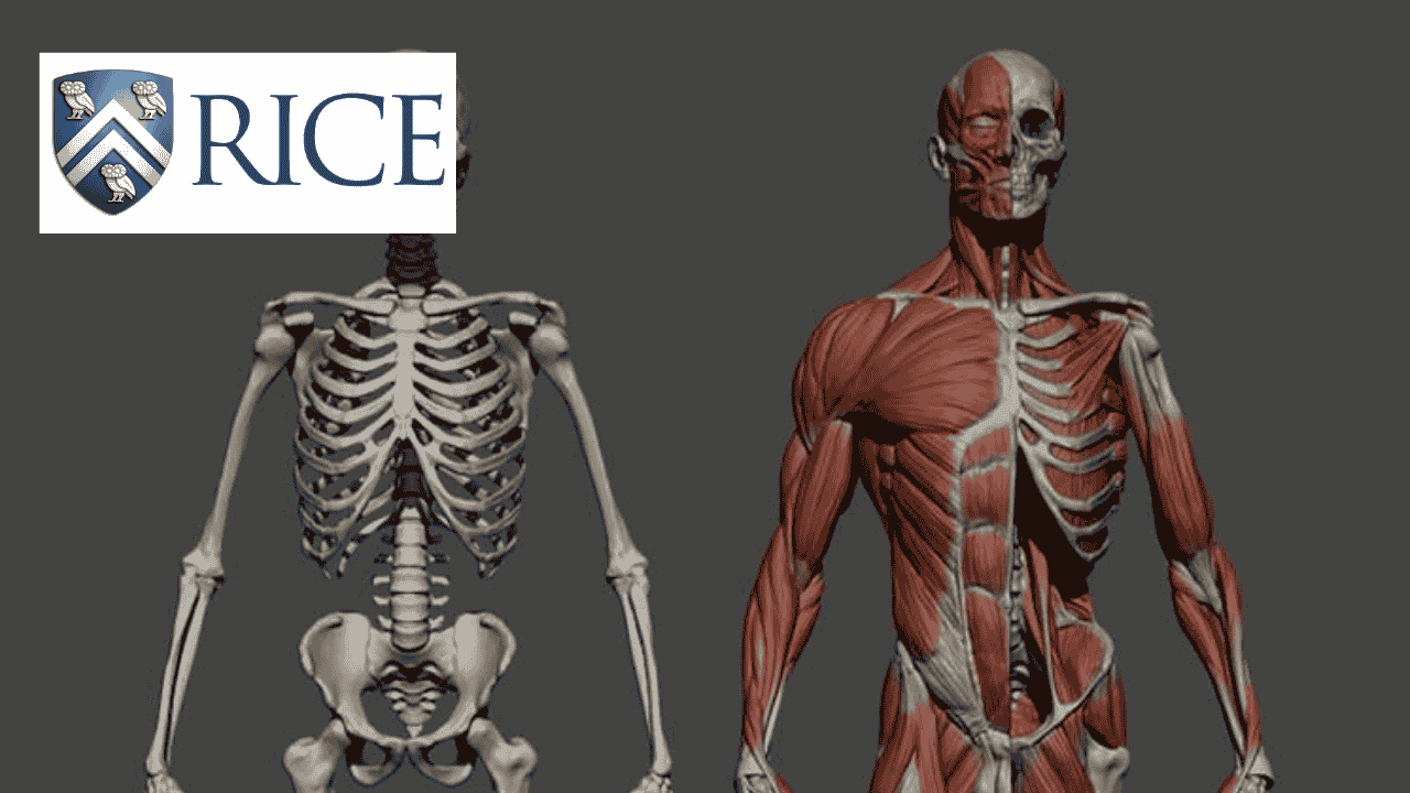 Human Anatomy & Physiology I Specialization