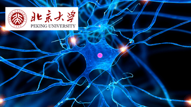 Advanced Neurobiology II
