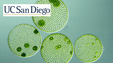 Introduction to Algae: Discover Diversity and Applications