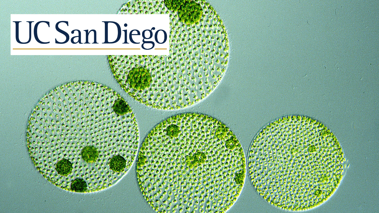 Introduction to Algae: Discover Diversity and Applications