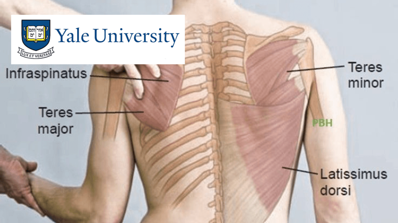 Anatomy of Upper and Lower Extremities