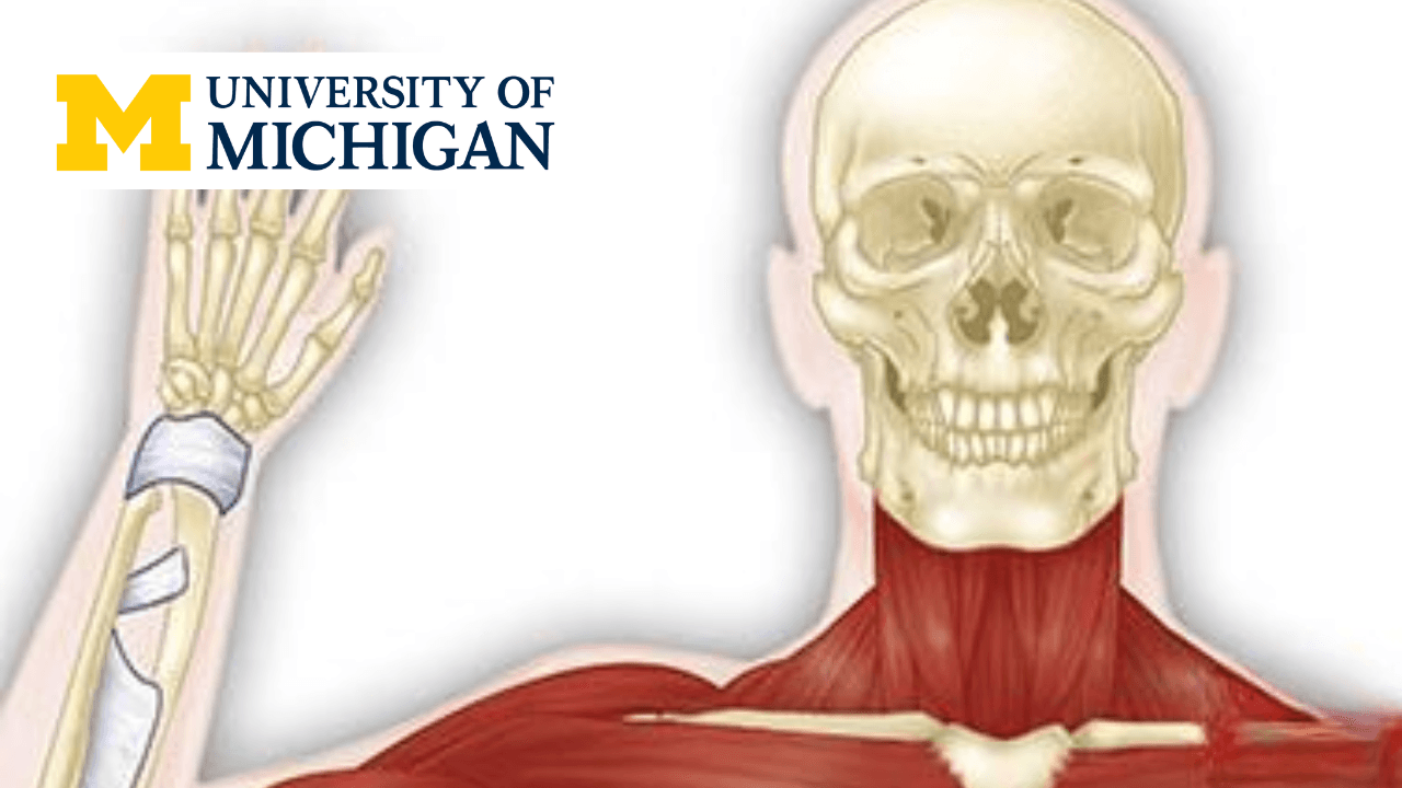 Anatomy: Musculoskeletal and Integumentary Systems