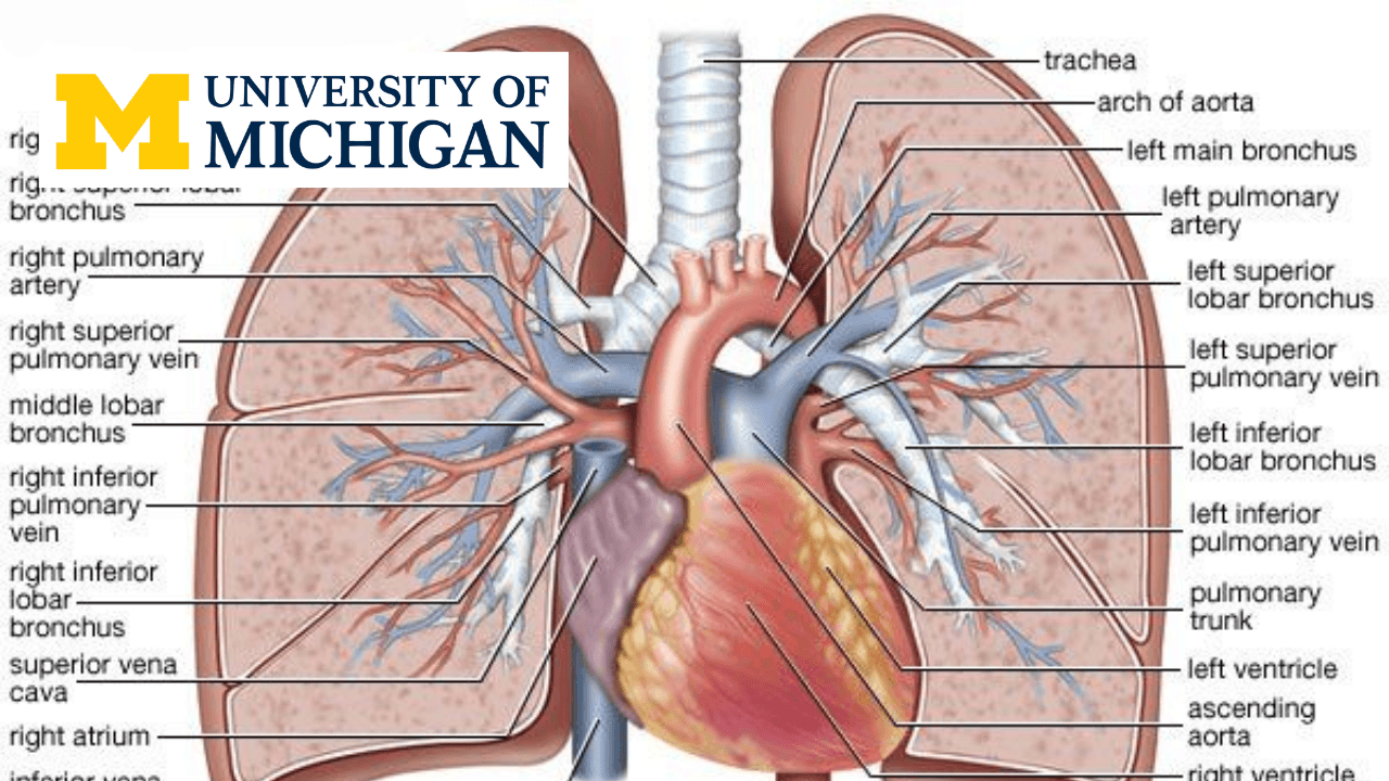 Anatomy: Cardiovascular, Respiratory and Urinary Systems