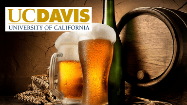 Beer Quality Systems