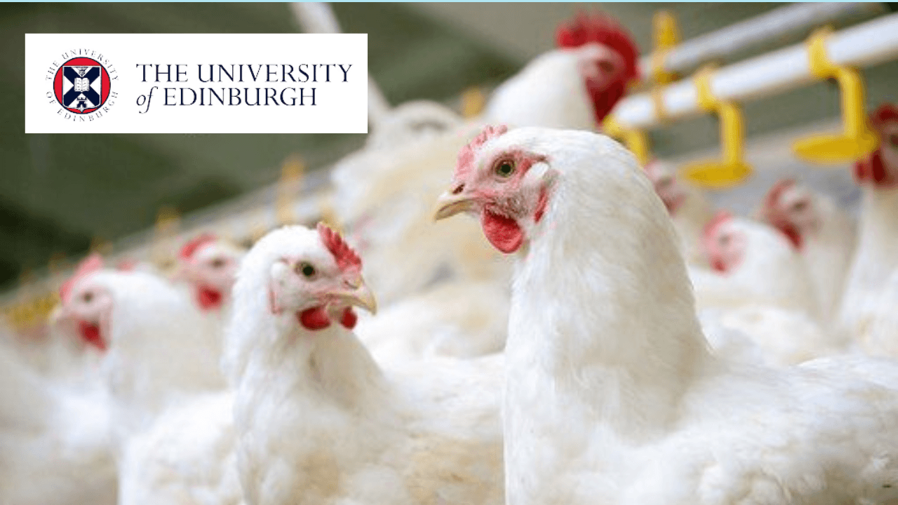 Chicken Behaviour and Welfare: From Backyard to Commercial