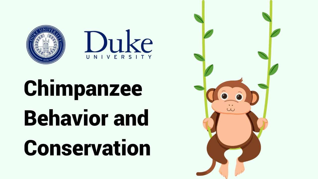 Chimpanzee Behavior and Conservation