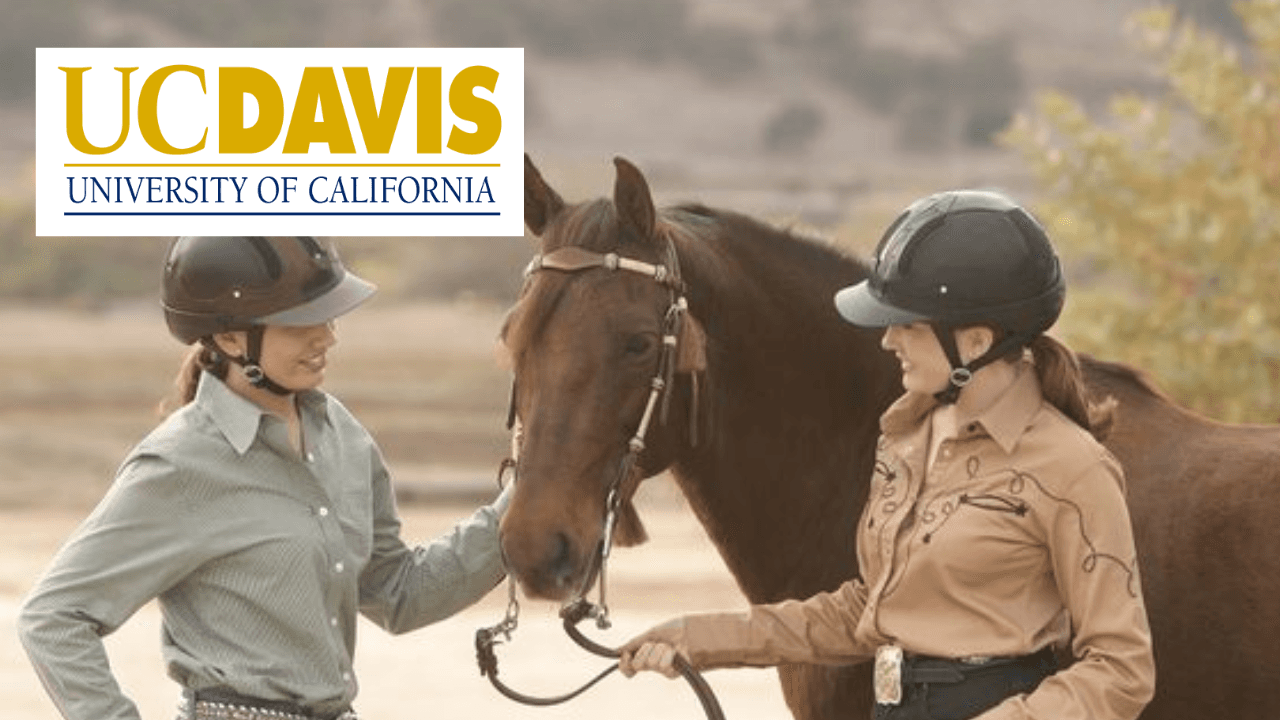 Equine Welfare and Management
