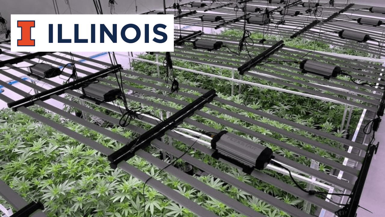 Grow Your Cannabis