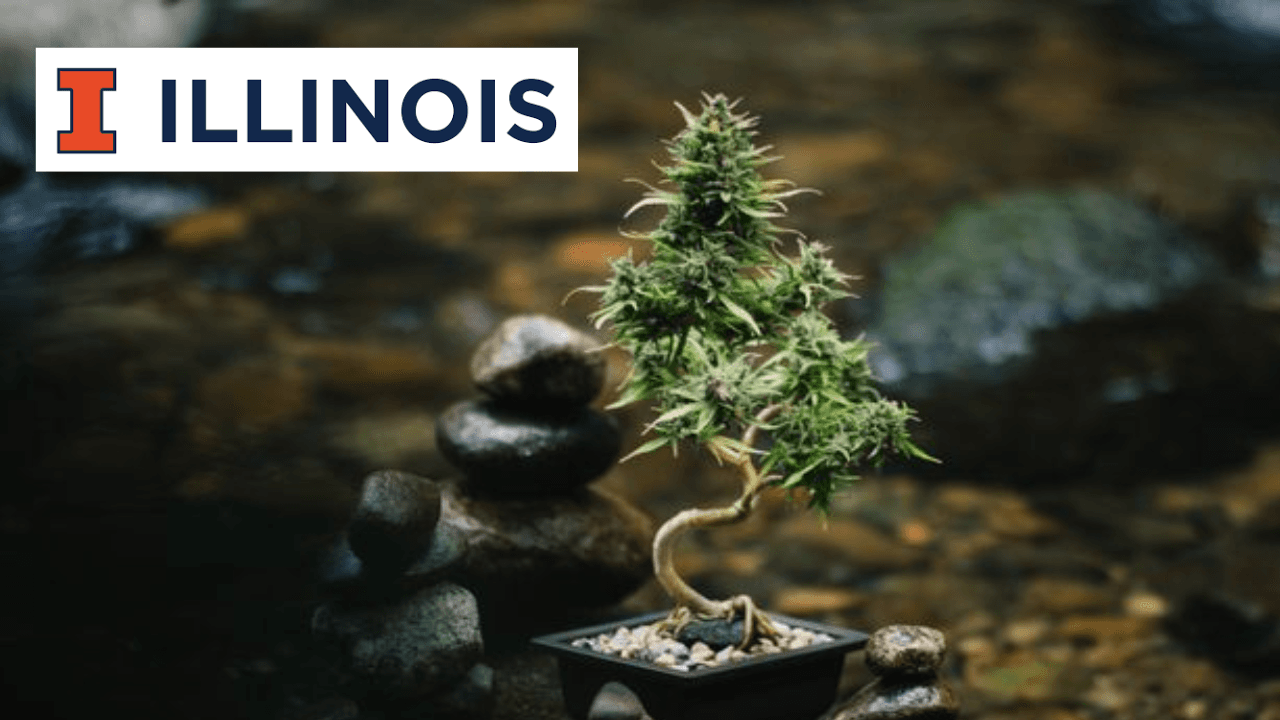 Introduction to Cannabis: From Biology to Production