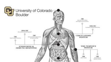 Medical Cannabis: THC & CBD Health Effects Specialization