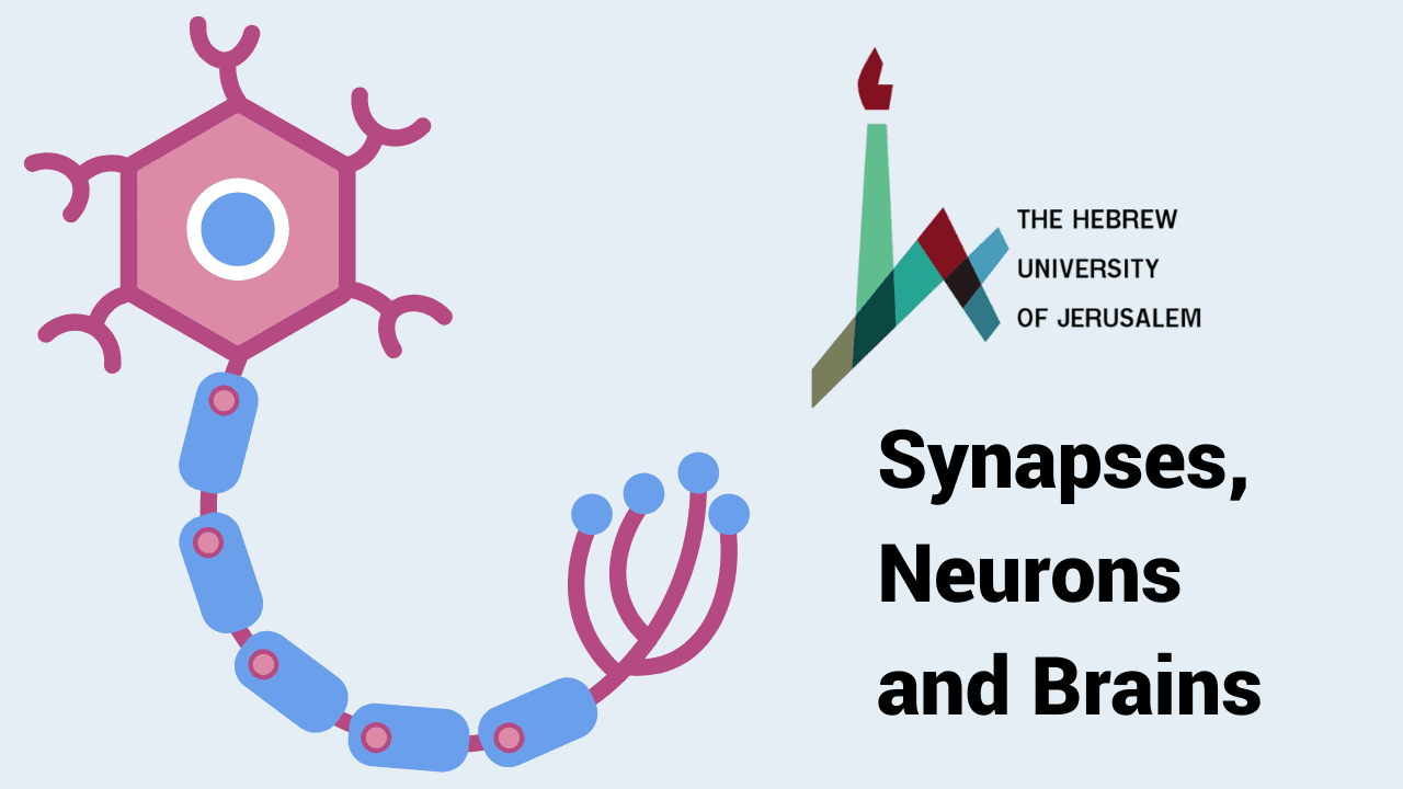 Synapses, Neurons and Brains