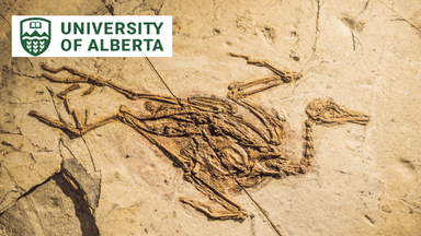 Theropod Dinosaurs: From Predators to Birds