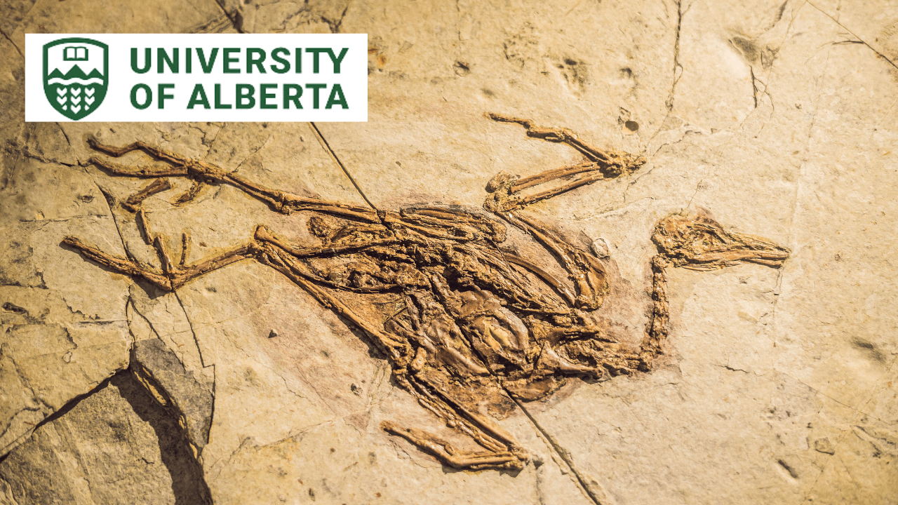 Theropod Dinosaurs: From Predators to Birds