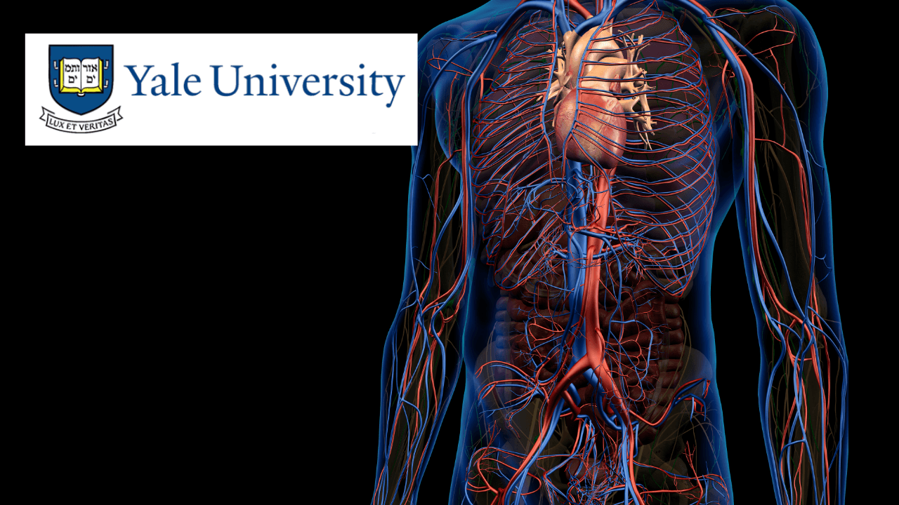 Anatomy of the Chest, Neck, Abdomen, and Pelvis