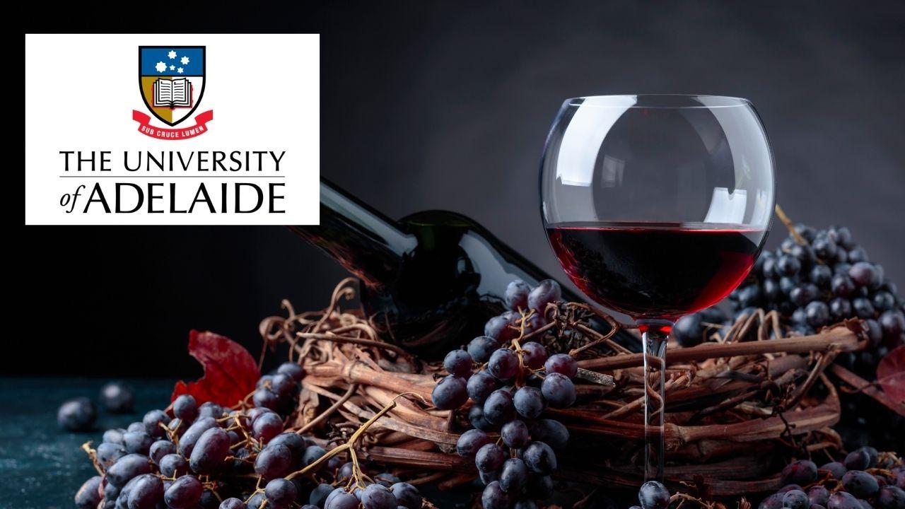 Wine Fundamentals: Viticulture and Winemaking