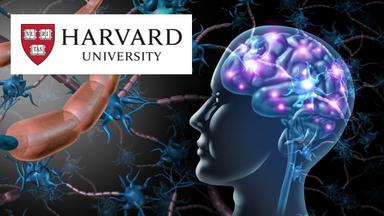 The Brain: Understanding Human Neural Systems