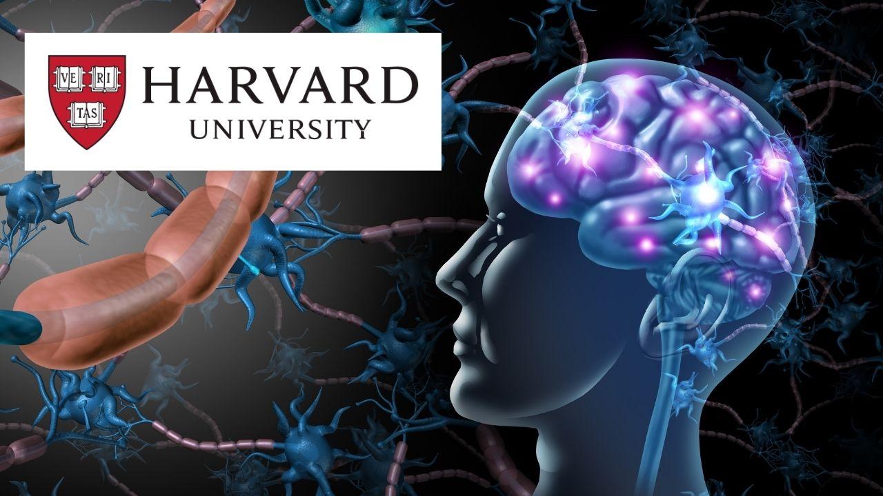 The Brain: Understanding Human Neural Systems