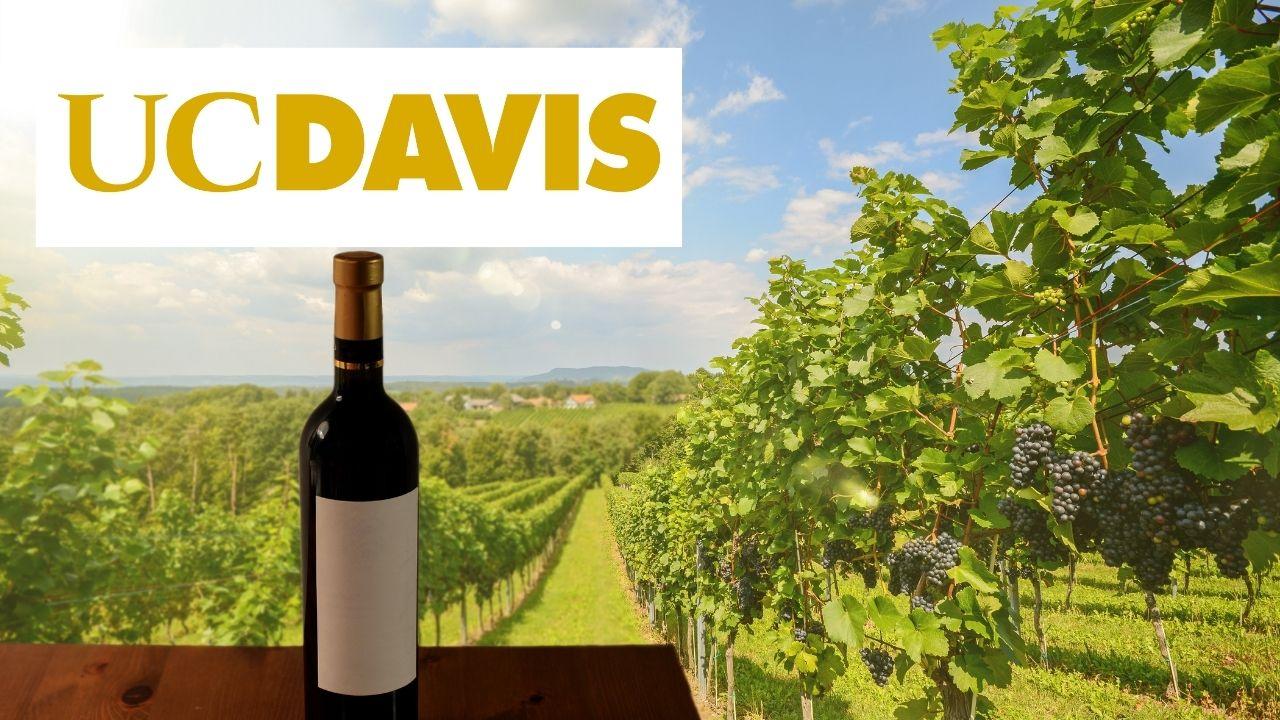 Wine Tasting: Essential Sensory Analysis Techniques