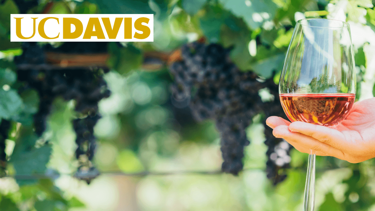 Wine Tasting: Essential Sensory Analysis Techniques